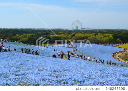 Nemophila of Hitachi Seaside Park Nemophila of Hitachi Seaside Park 140247608