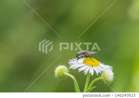 A fly eating the pollen of a flower A fly eating the pollen of a flower 140247615