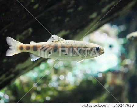 Yamame trout swimming underwater Yamame trout swimming underwater 140247639