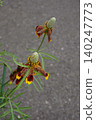 墨西哥帽花 - 2026年5月 140247773