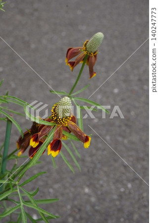 Mexican Hat Flower - May 2026 140247773