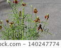 墨西哥帽花 - 2026年5月 140247774
