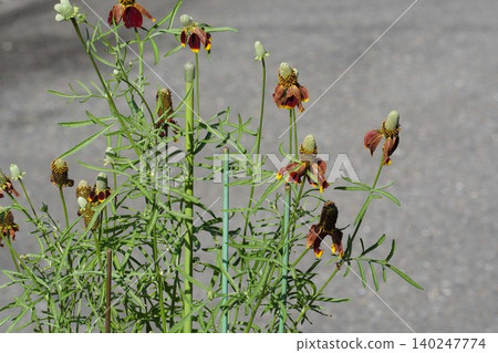 Mexican Hat Flower - May 2026 Mexican Hat Flower - May 2026 140247774