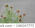 墨西哥帽花 - 2026年5月 140247775