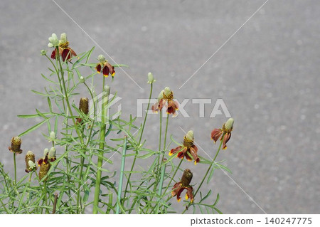 Mexican Hat Flower - May 2026 Mexican Hat Flower - May 2026 140247775