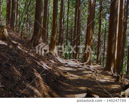 四月的川郡山:林間小徑,陽光透過樹梢灑下斑駁的光影。 四月的川郡山:林間小徑,陽光透過樹梢灑下斑駁的光影。 140247789