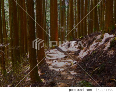 四月的川郡山:林間小徑,陽光透過樹梢灑下斑駁的光影。 四月的川郡山:林間小徑,陽光透過樹梢灑下斑駁的光影。 140247790