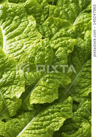 新鮮生菜葉 新鮮生菜葉 140247868