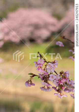 Kawazu cherry blossoms in full bloom, bathed in the spring light. Pink flowers blooming all over the branches. Kawazu cherry blossoms in full bloom, bathed in the spring light. Pink flowers blooming all over the branches. 140247913