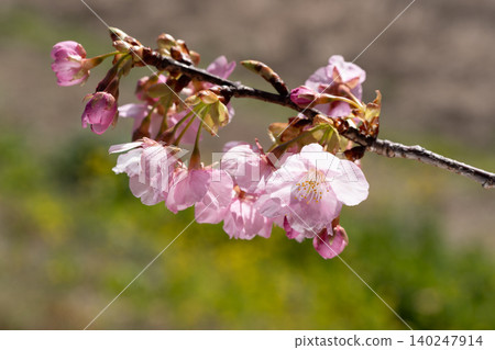 Kawazu cherry blossoms in full bloom, bathed in the spring sunlight, with pink flowers covering the branches. Kawazu cherry blossoms in full bloom, bathed in the spring sunlight, with pink flowers covering the branches. 140247914