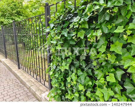 Iron Fence Covered with Climbing Plant in Urban Garden Iron Fence Covered with Climbing Plant in Urban Garden 140247944