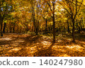 Golden Forest and Sunlight Filtering Through the Trees - 1 140247980