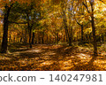 Golden Forest and Sunlight Filtering Through the Trees - 2 140247981