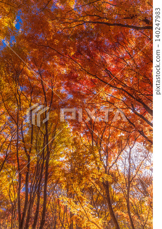 Autumn Leaves Ceiling - 2 Autumn Leaves Ceiling - 2 140247983
