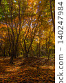 Golden Forest and Sunlight Filtering Through the Trees - 3 140247984