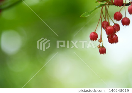 In the soft, expansive spaces of the early summer forest, the red flowers of the Enkianthus campanulatus float. In the soft, expansive spaces of the early summer forest, the red flowers of the Enkianthus campanulatus float. 140248019