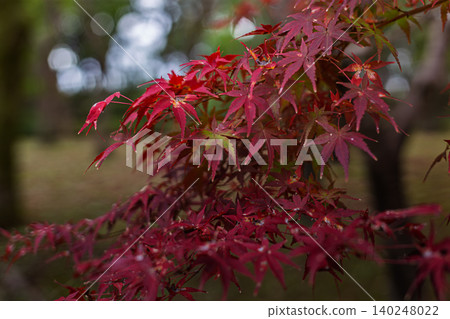 2023年11月,北之丸公園的楓樹呈現美麗的秋葉顏色。 2023年11月,北之丸公園的楓樹呈現美麗的秋葉顏色。 140248022