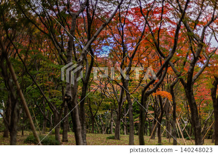 北之丸公園的秋葉和樹木，籠罩在秋天的氣息中。 2023年11月。 140248023