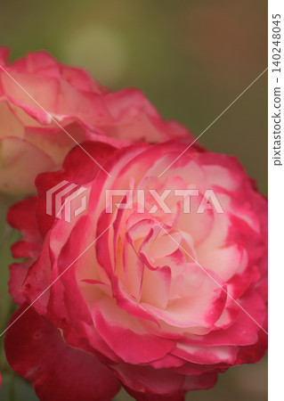 A vibrant red rose A vibrant red rose 140248045