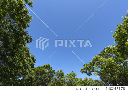 初夏的森林與藍天,留白空間 初夏的森林與藍天,留白空間 140248178