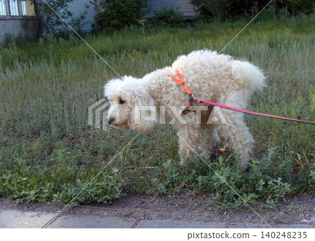 Captures a white, fluffy poodle wearing an orange harness and a red leash. The dog is arching its back while defecating on a patch of wild green grass next to a paved walkway Captures a white, fluffy poodle wearing an orange harness and a red leash. The dog is arching its back while defecating on a patch of wild green grass next to a paved walkway 140248235