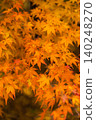 Maple leaves shrouded in light - 1 140248270