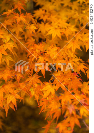 Maple leaves shrouded in light - 1 140248270