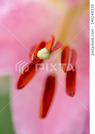 A close-up (macro photography) of a gorgeous lily that blooms in early summer. A close-up (macro photography) of a gorgeous lily that blooms in early summer. 140248338