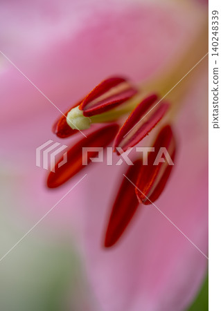 A close-up (macro photography) of a gorgeous lily that blooms in early summer. A close-up (macro photography) of a gorgeous lily that blooms in early summer. 140248339