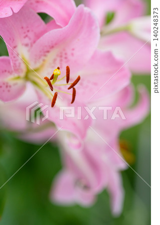 Beautiful bokeh and delicate lily flowers Beautiful bokeh and delicate lily flowers 140248373