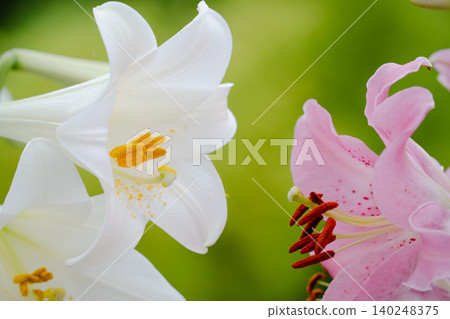 美麗的散景和嬌嫩的百合花 美麗的散景和嬌嫩的百合花 140248375