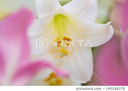 美麗的散景和嬌嫩的百合花 美麗的散景和嬌嫩的百合花 140248376