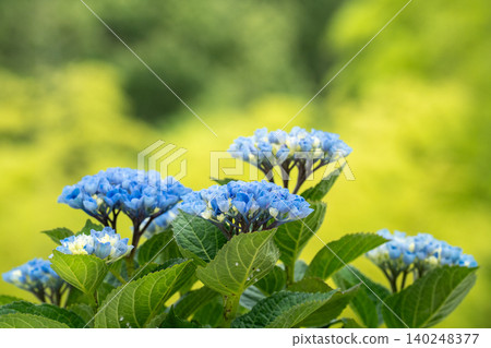 翠綠的葉子和盛開的鮮豔藍色繡球花。 翠綠的葉子和盛開的鮮豔藍色繡球花。 140248377