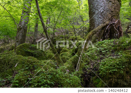 A moss-covered forest surrounding the Oike spring group - Oita Prefecture A moss-covered forest surrounding the Oike spring group - Oita Prefecture 140248412