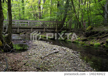A moss-covered forest surrounding the Oike spring group - Oita Prefecture A moss-covered forest surrounding the Oike spring group - Oita Prefecture 140248422