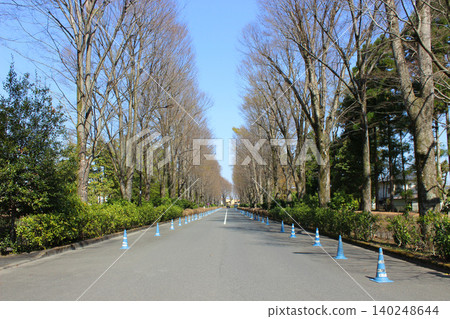 Zelkova tree-lined avenue at Tama Imperial Mausoleum Zelkova tree-lined avenue at Tama Imperial Mausoleum 140248644