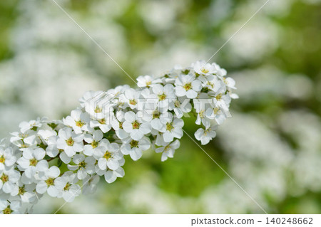 Snow Flower White Flower Snow Flower White Flower 140248662