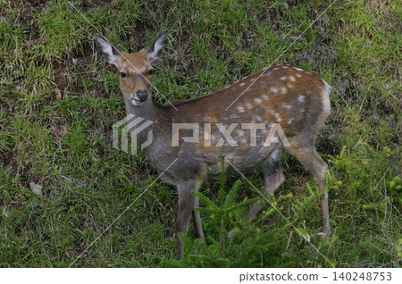 When traversing the Shiretoko Peninsula in Hokkaido during the summer, Mount Rausu is shrouded in clouds, and you can see fawns along the roadside. When traversing the Shiretoko Peninsula in Hokkaido during the summer, Mount Rausu is shrouded in clouds, and you can see fawns along the roadside. 140248753