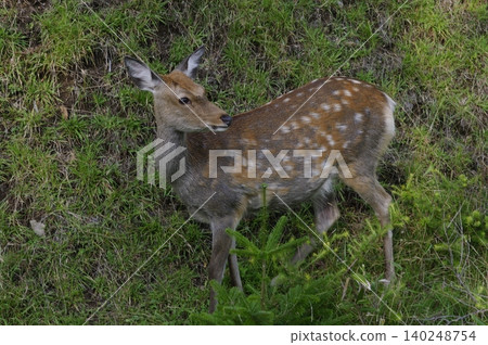 When traversing the Shiretoko Peninsula in Hokkaido during the summer, Mount Rausu is shrouded in clouds, and you can see fawns along the roadside. When traversing the Shiretoko Peninsula in Hokkaido during the summer, Mount Rausu is shrouded in clouds, and you can see fawns along the roadside. 140248754