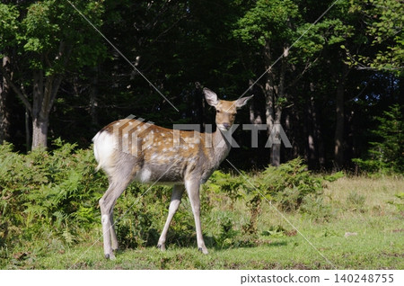 When traversing the Shiretoko Peninsula in Hokkaido during the summer, Mount Rausu is shrouded in clouds, and you can see fawns along the roadside. When traversing the Shiretoko Peninsula in Hokkaido during the summer, Mount Rausu is shrouded in clouds, and you can see fawns along the roadside. 140248755