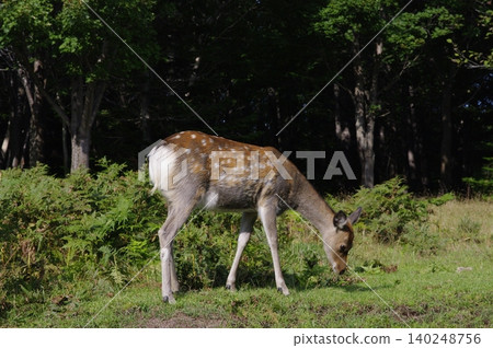 When traversing the Shiretoko Peninsula in Hokkaido during the summer, Mount Rausu is shrouded in clouds, and you can see fawns along the roadside. When traversing the Shiretoko Peninsula in Hokkaido during the summer, Mount Rausu is shrouded in clouds, and you can see fawns along the roadside. 140248756
