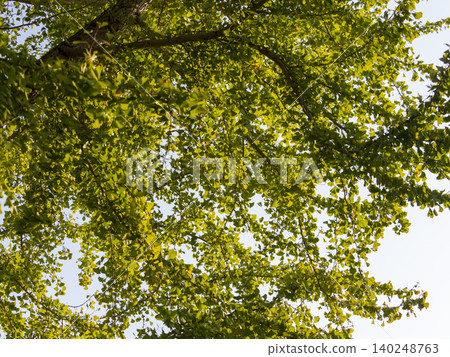 Ginkgo trees before they change color 140248763