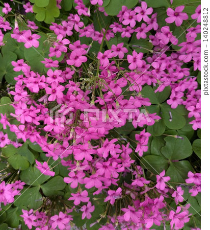 Bright pink wood sorrel blooms beautifully against the backdrop of green leaves. Bright pink wood sorrel blooms beautifully against the backdrop of green leaves. 140248812