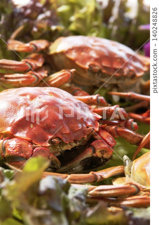 Steamed Shanghai crab Steamed Shanghai crab 140248826