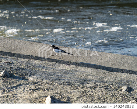A Japanese wagtail walking across the weir of the Yamato River. A Japanese wagtail walking across the weir of the Yamato River. 140248838