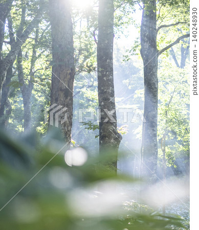 A landscape where rays of light penetrate a beech forest - Oyama Kagamiga-naru A landscape where rays of light penetrate a beech forest - Oyama Kagamiga-naru 140248930