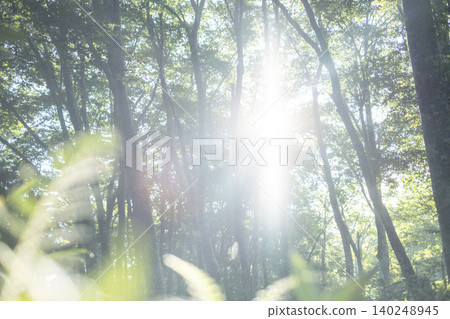 A landscape where rays of light penetrate a beech forest - Oyama Kagamiga-naru A landscape where rays of light penetrate a beech forest - Oyama Kagamiga-naru 140248945