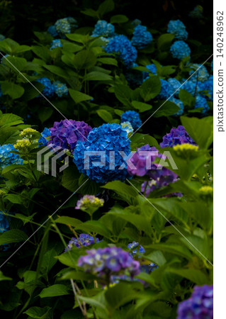 Hydrangeas - Mino Kofun Cluster Wako Park Hydrangeas - Mino Kofun Cluster Wako Park 140248962