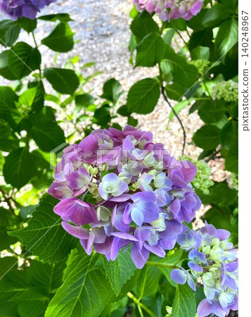 Hydrangeas are delightful with their ever-changing colors. Hydrangeas are delightful with their ever-changing colors. 140248967
