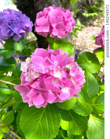 Hydrangeas with very gentle colors Hydrangeas with very gentle colors 140248972